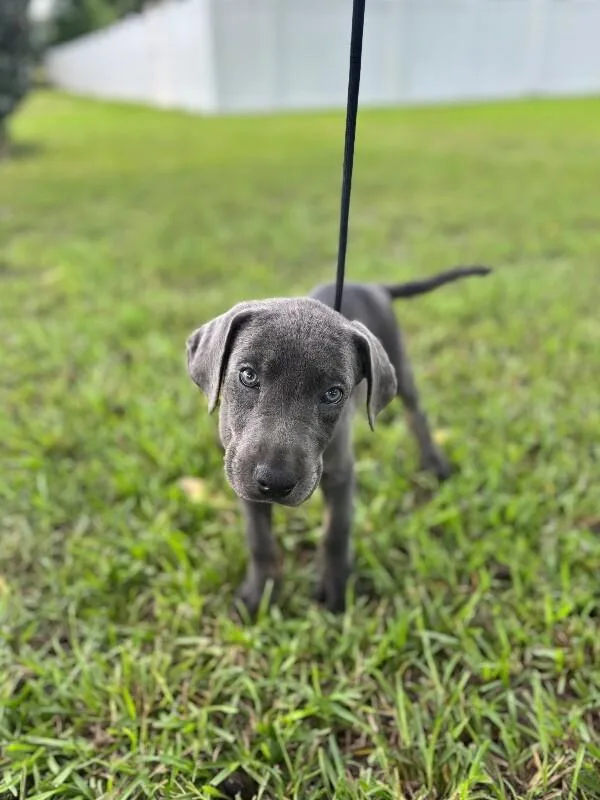 A baby small-sized female Gray / Blue / Silver Labrador Retriever dog named Petuina for adoption in Aiken, SC