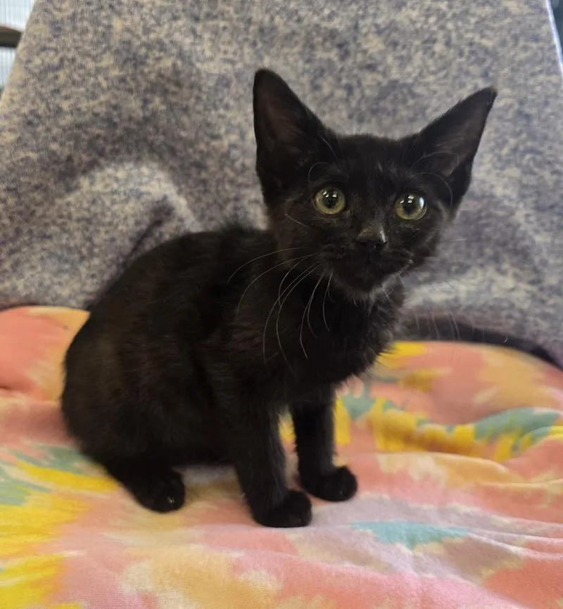 A baby small-sized female Black Domestic Short Hair cat named Tilly for adoption in Dickson, TN