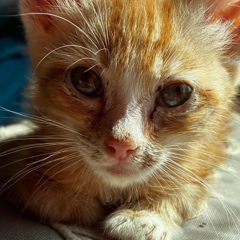 A baby small-sized male Orange / Red Domestic Short Hair cat named Dragon Keeper for adoption in Fredericksburg, VA