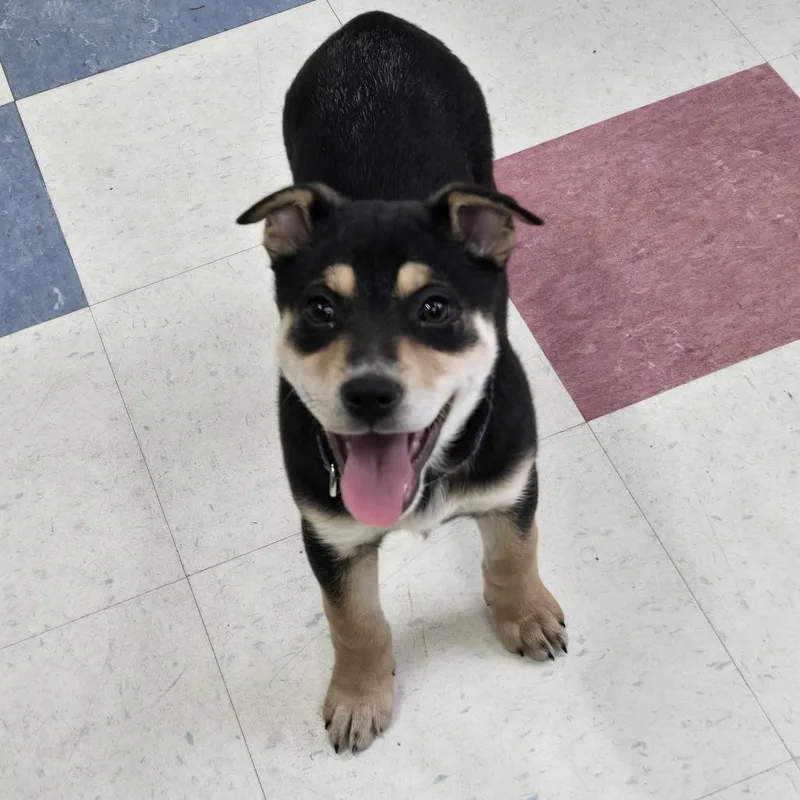 A young small-sized female Black Australian Cattle Dog / Blue Heeler dog named Zena for adoption in Tawas City, MI