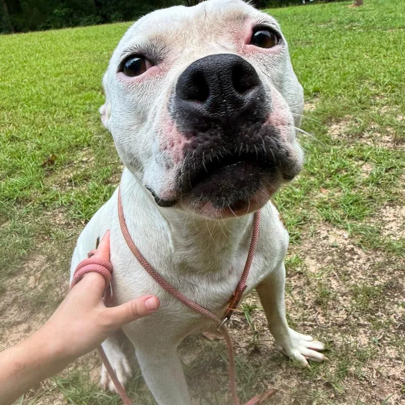 A young large-sized female Dogo Argentino dog named Winter Sponsored Fee for adoption in Fosters, AL