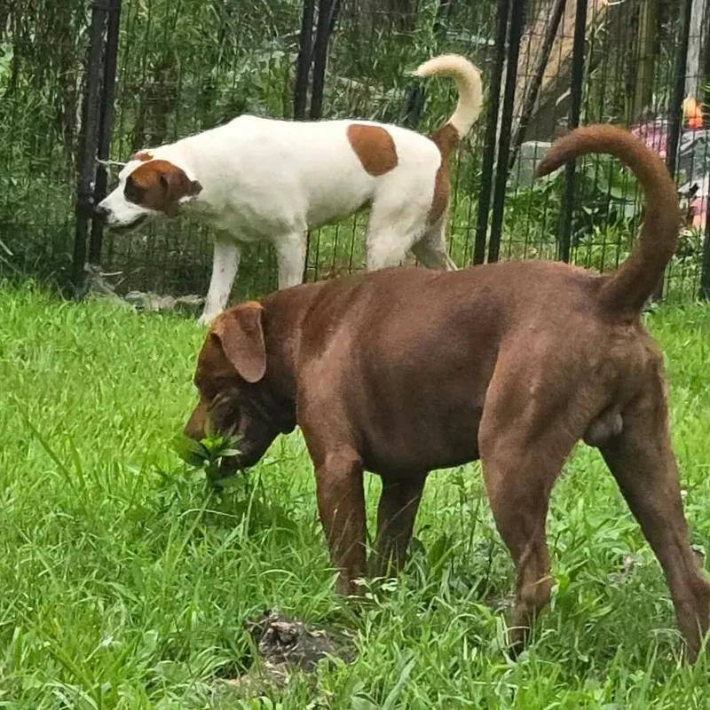 An adult medium-sized male Red / Chestnut / Orange Labrador Retriever dog named Duke for adoption in Frederick, MD