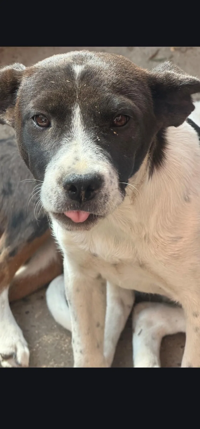 A baby small-sized female Australian Cattle Dog / Blue Heeler named Linda for adoption in Hardin, MT