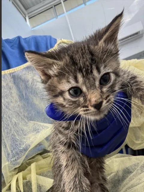A baby medium-sized female Domestic Short Hair cat named Jack for adoption in Dallas, TX