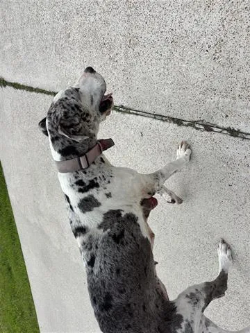 An adult large-sized female Great Dane dog named A for adoption in Houston, TX