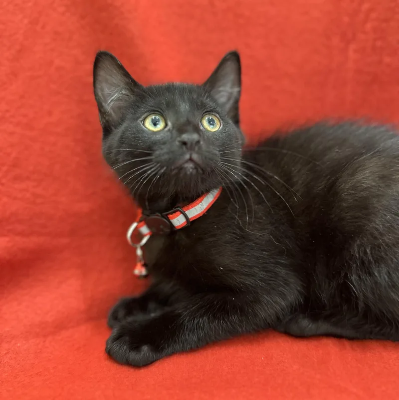 A baby medium-sized male Black Domestic Short Hair cat named Juniper for adoption in Lawrenceville, GA