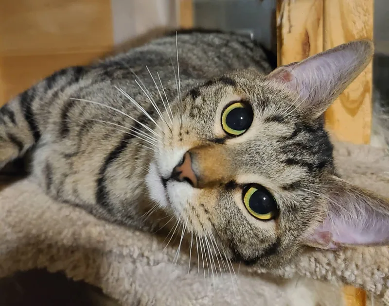 A baby medium-sized male Tabby (Brown / Chocolate) Domestic Short Hair cat named Sprout for adoption in Ellijay, GA