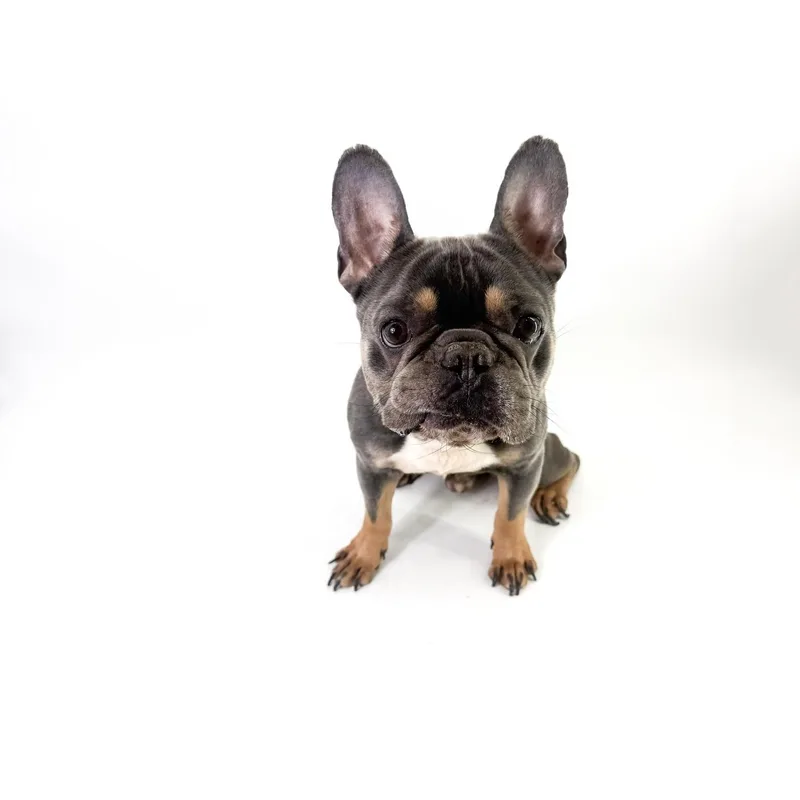 An adult small-sized male Gray / Blue / Silver French Bulldog dog named Doc for adoption in Scottsdale, AZ
