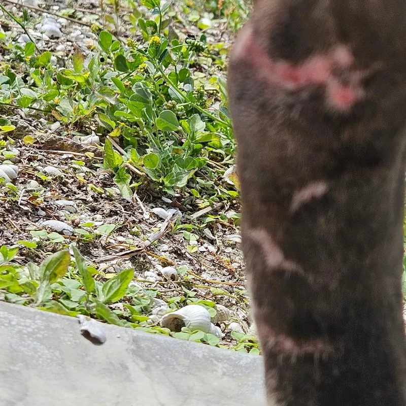 Evangeline thumbnail 2