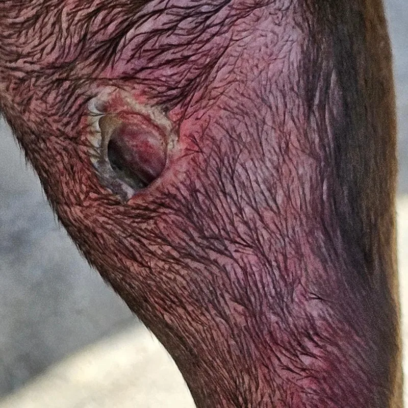 Evangeline thumbnail 3