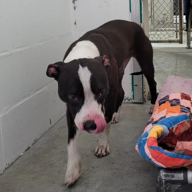 Evangeline thumbnail 4