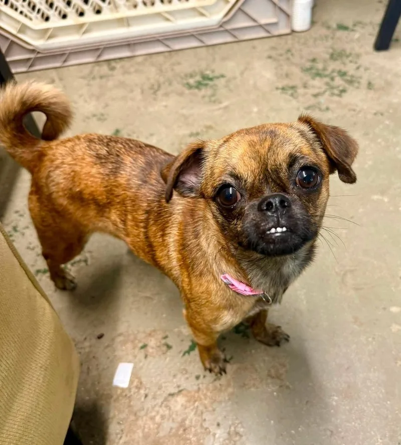 A young small-sized female Tricolor (Brown, Black, & White) Chihuahua dog named Liliana for adoption in Silsbee, TX