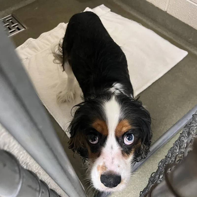 An adult medium-sized male Black Cavalier King Charles Spaniel dog named 71073 for adoption in Harrisonburg, VA