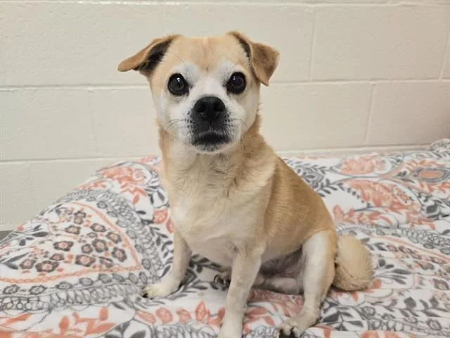 A senior small-sized male Pug dog named Pugslee for adoption in Auburn, CA