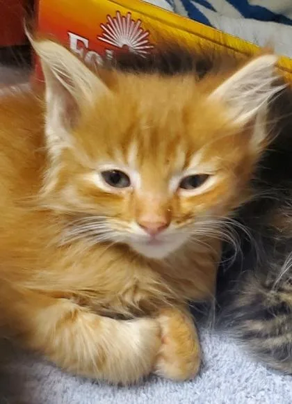 A young large-sized male Domestic Long Hair cat named O`Sun for adoption in Kansas City, MO