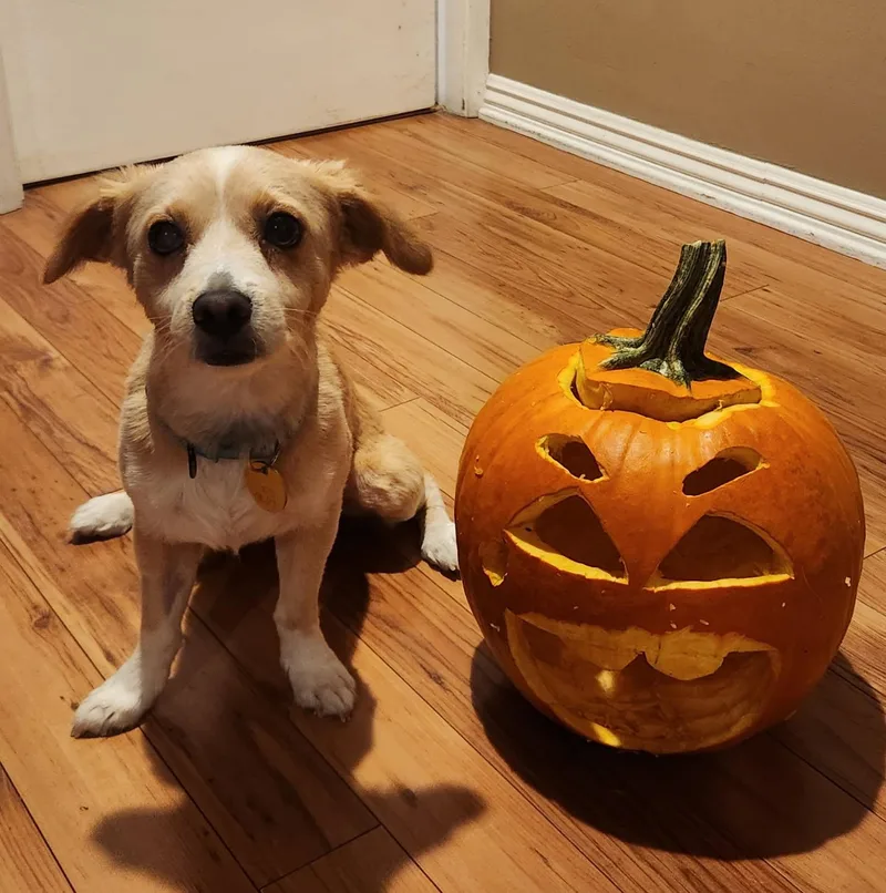 An adult small-sized male Spaniel dog named Aldi for adoption in Pasadena, CA