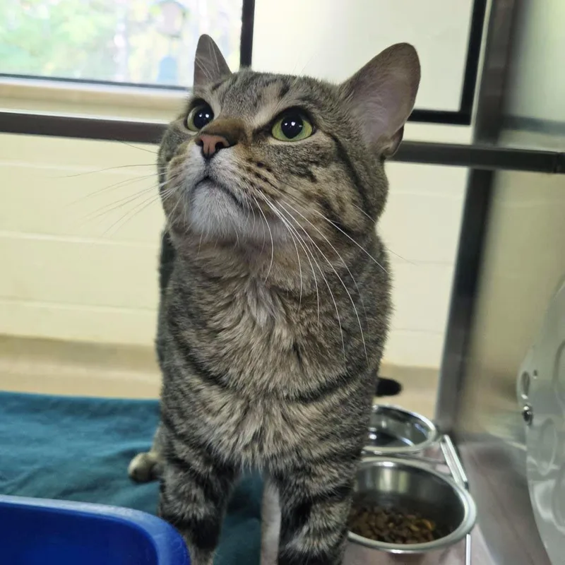 An adult large-sized male Domestic Short Hair cat named Harley for adoption in Plover, WI