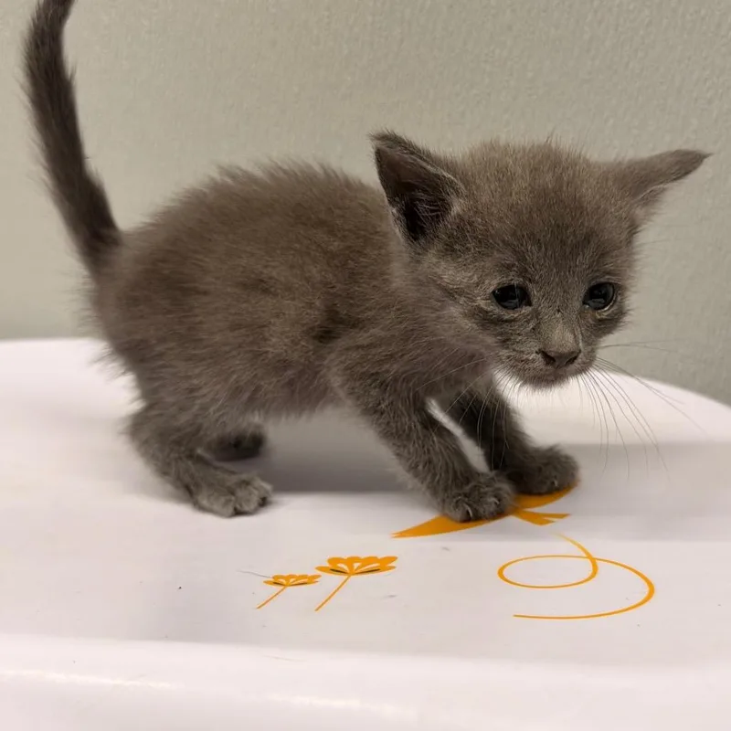 A baby small-sized female Gray / Blue / Silver Domestic Short Hair cat named Stone for adoption in Tampa, FL