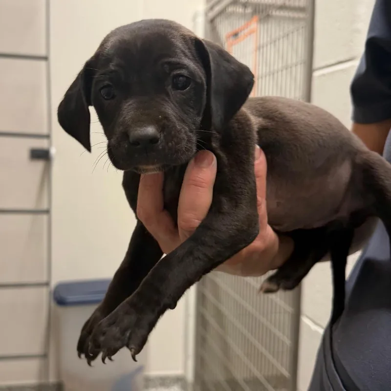 A baby small-sized female Black Pit Bull Terrier dog named Apple Pie for adoption in Morganton, NC