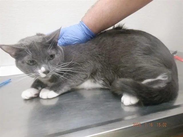 An adult small-sized male Domestic Short Hair cat named Menace for adoption in Oroville, CA