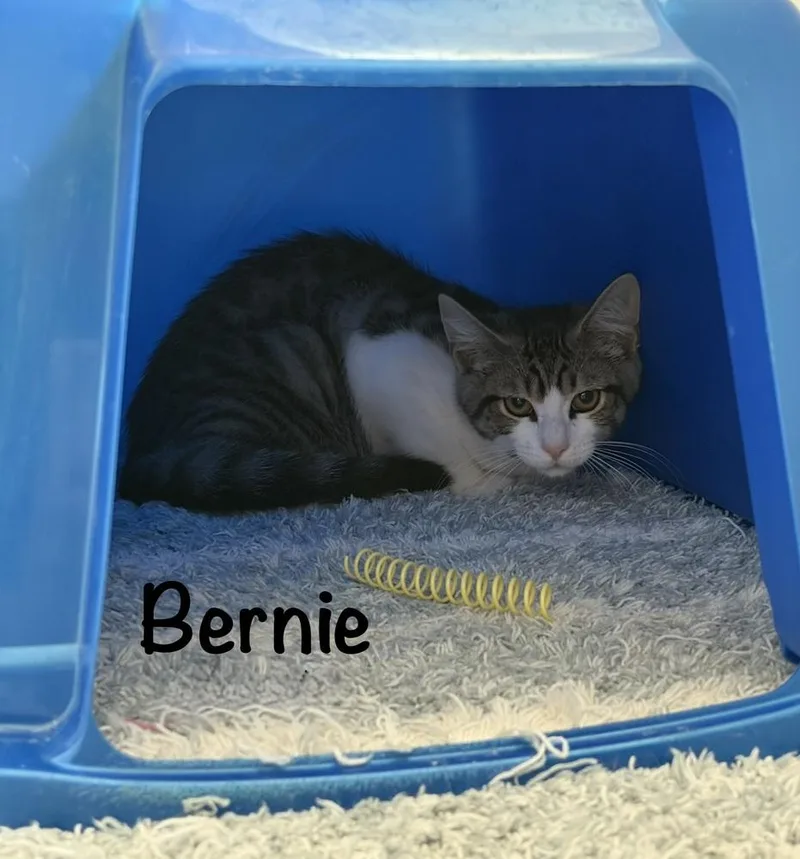 A baby small-sized male Domestic Long Hair cat named Bernie for adoption in Telford, PA