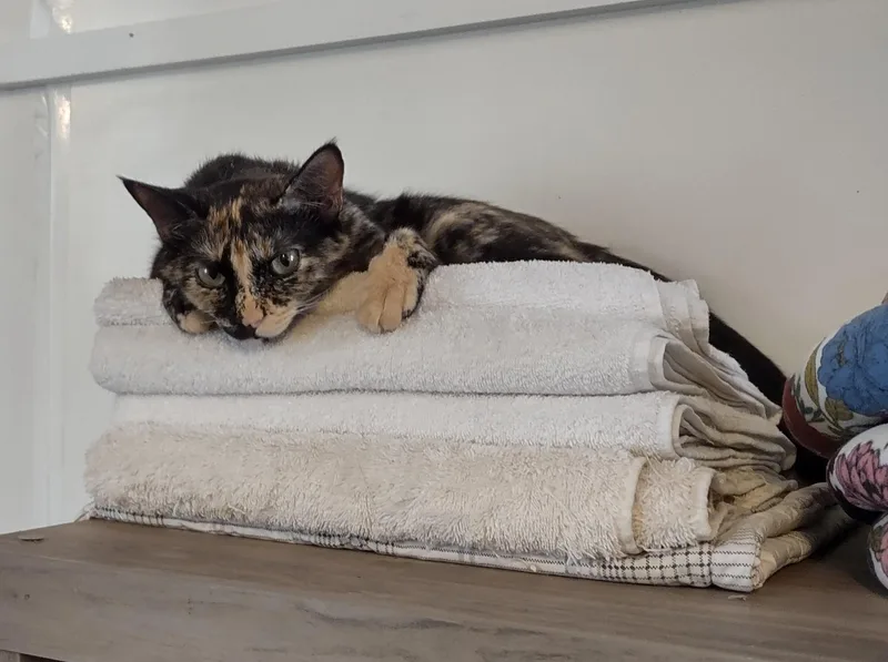 A young medium-sized female Tortoiseshell Domestic Short Hair cat named Reeva for adoption in Golden Valley, AZ