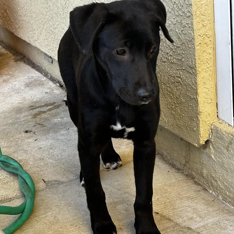 Fletcher thumbnail 3