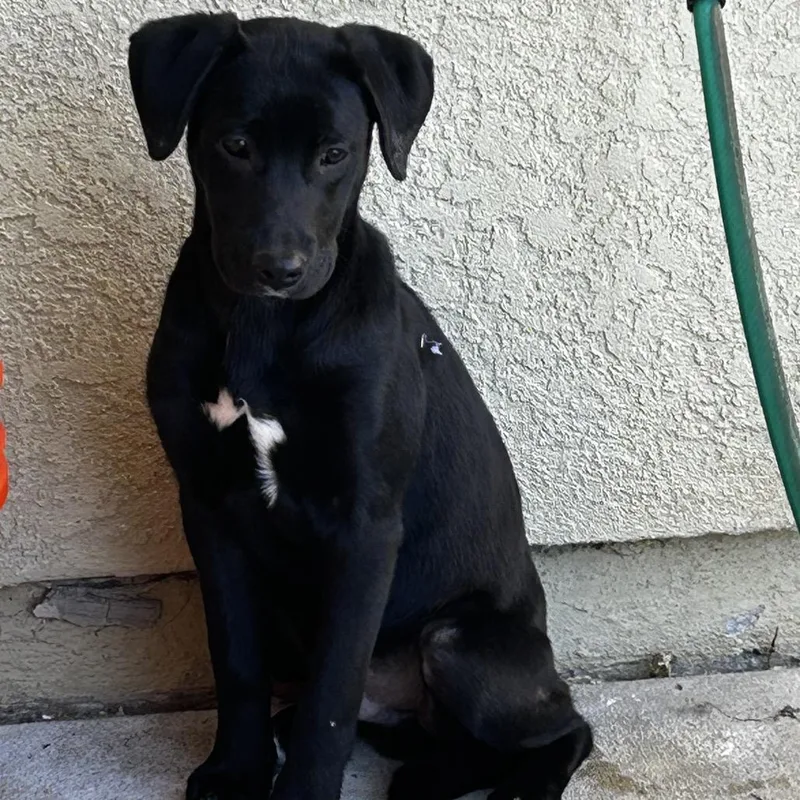 Fletcher thumbnail 5