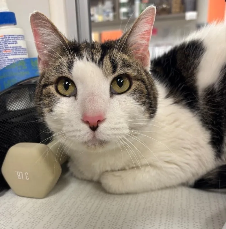 A senior small-sized male Domestic Short Hair cat named Pax for adoption in Greenfield, IN