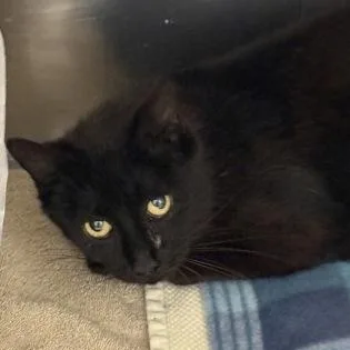An adult medium-sized male Domestic Short Hair cat named Captain Nirvana for adoption in Worcester, MA