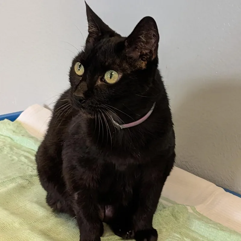 An adult medium-sized female Black Domestic Short Hair cat named Granola for adoption in Long Beach, CA