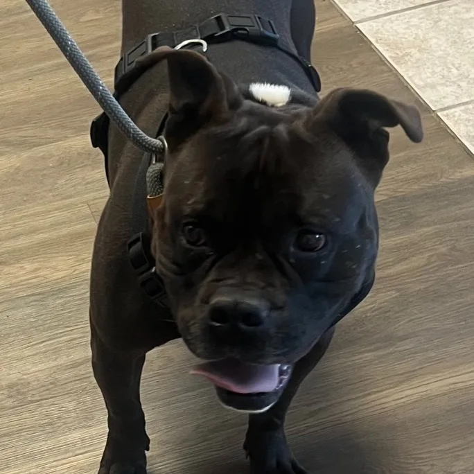 An adult medium-sized male Pit Bull Terrier dog named Baboo for adoption in Canyon, TX