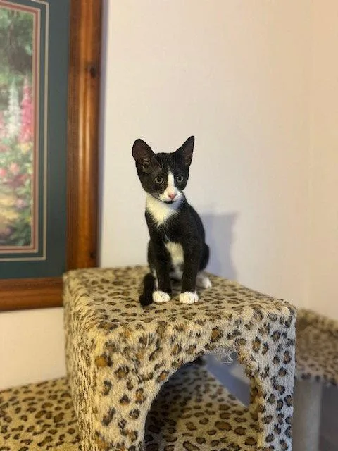 A young medium-sized female Black & White / Tuxedo Domestic Short Hair cat named Ladybug for adoption in Ocean Pines, MD