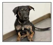 A young large-sized male Dutch Shepherd dog named Chico for adoption in Tucson, AZ