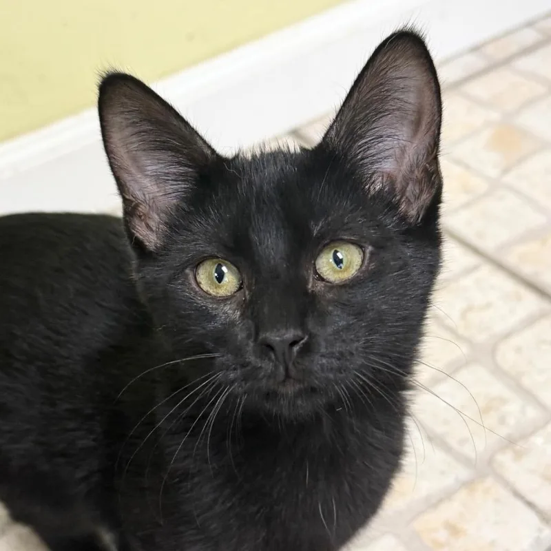 A baby medium-sized female Domestic Short Hair cat named Lourdes for adoption in Saint Petersburg, FL