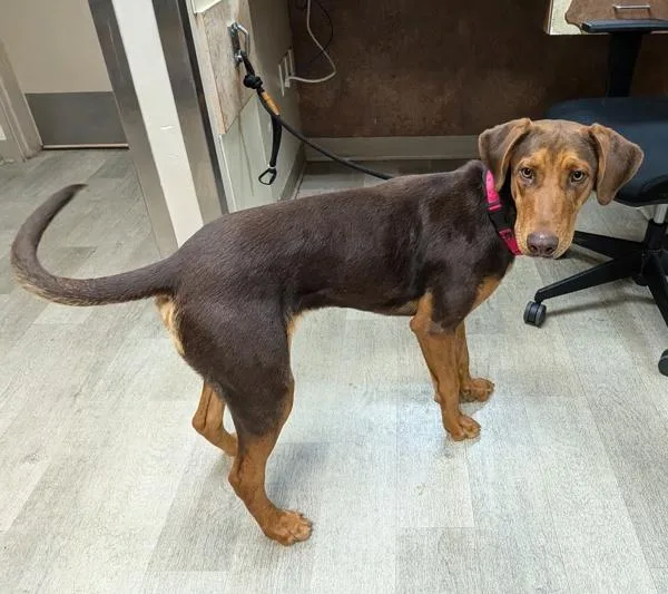 A young medium-sized male Doberman Pinscher dog named Sanson for adoption in San Diego, CA