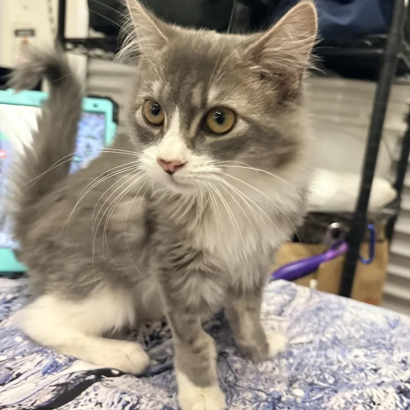 A baby small-sized female Gray / Blue / Silver Domestic Medium Hair cat named Rachel for adoption in Morgan Hill, CA