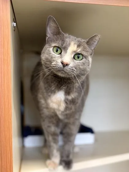 An adult medium-sized female Domestic Short Hair cat named Eevee for adoption in Fairfax, VA
