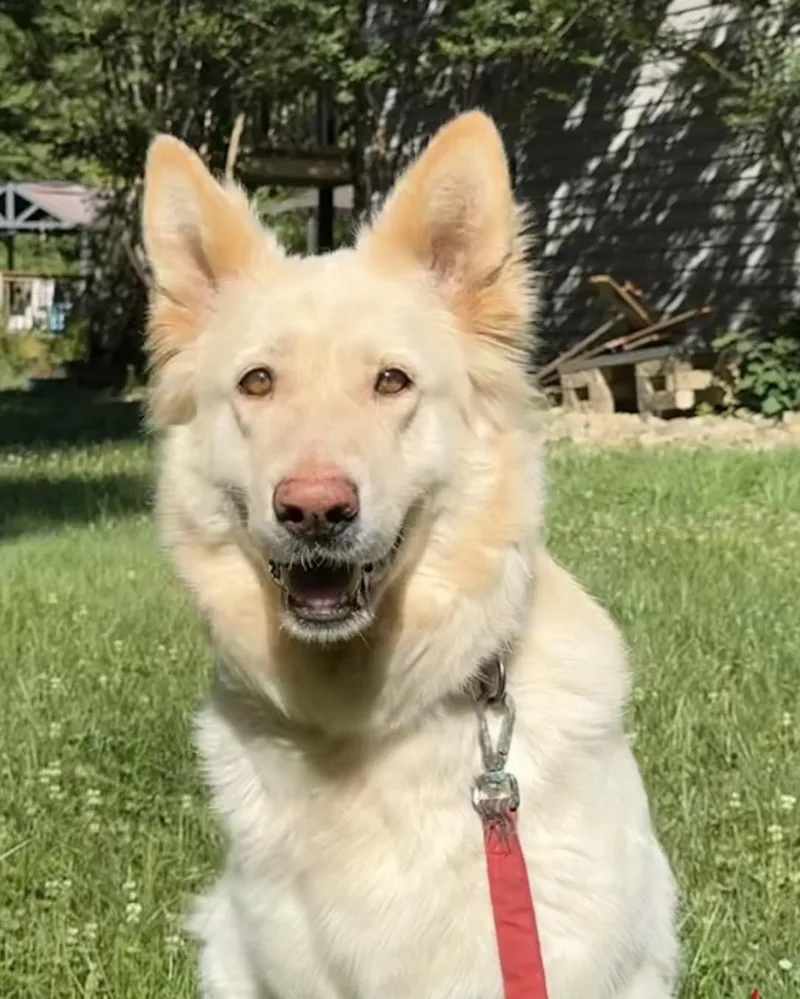 Maple