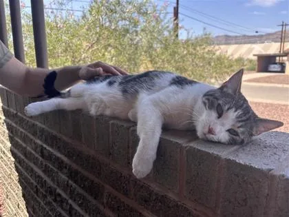 An adult small-sized female Domestic Short Hair cat named Maggie for adoption in El Paso, TX