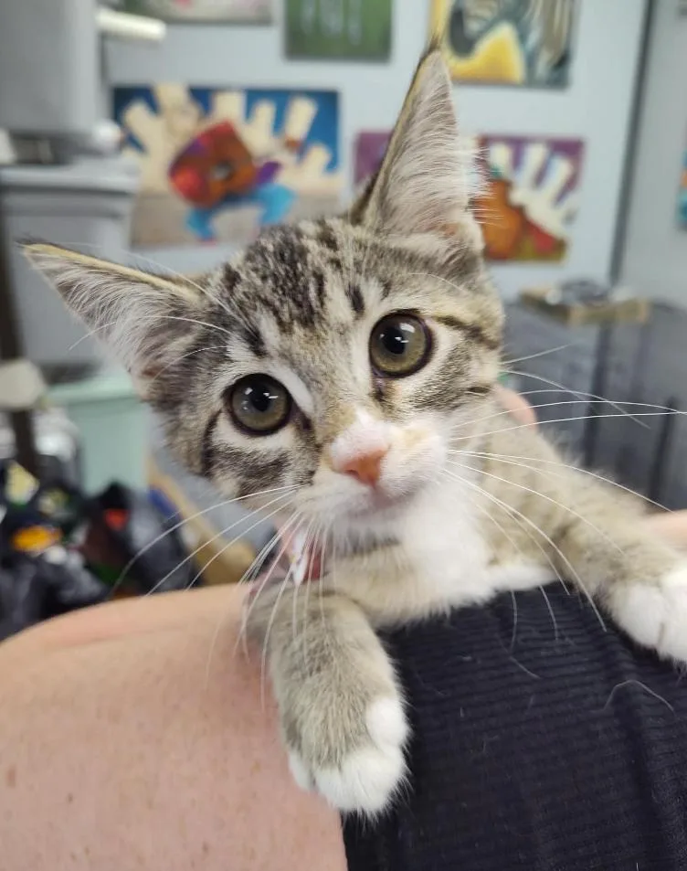 A baby small-sized female Domestic Short Hair cat named Firefly for adoption in Columbus, OH