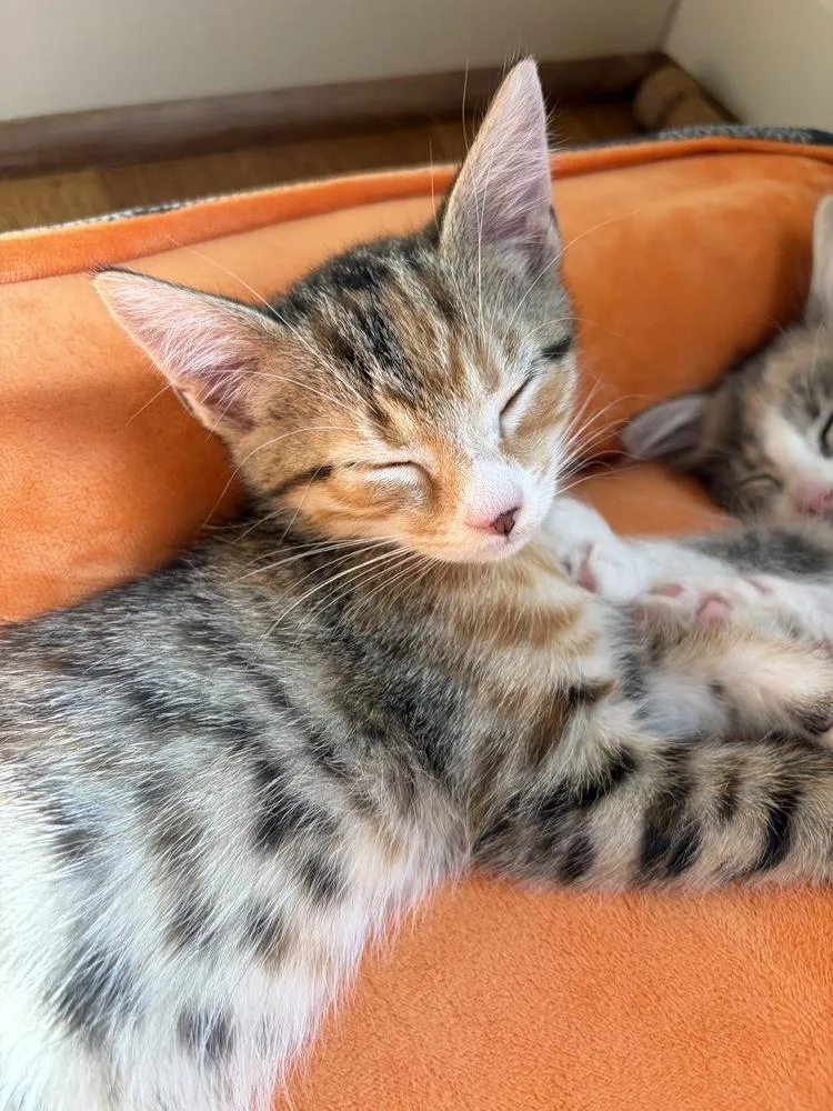 A baby small-sized female Tabby cat named Momo for adoption in Greensboro, NC