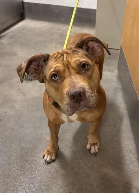 A young medium-sized female Pit Bull Terrier dog named Pasha for adoption in Upper Marlboro, MD