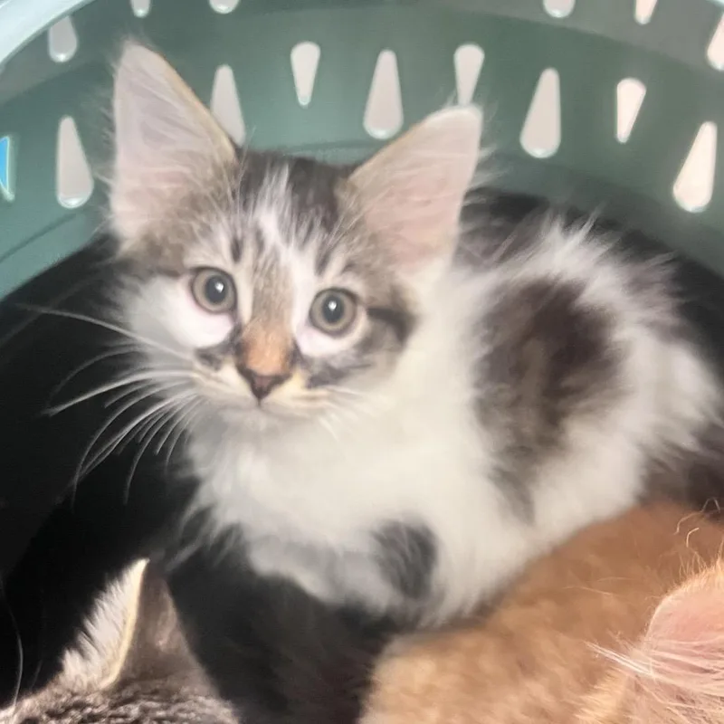 A baby small-sized male White Domestic Long Hair cat named Harry Potter for adoption in Charleston, WV