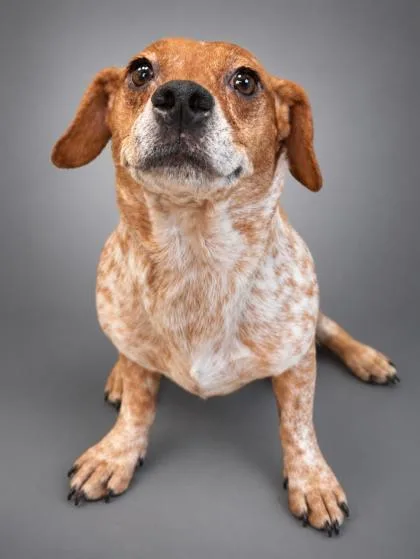 A senior medium-sized female Beagle dog named Destiny for adoption in Bowling Green, KY