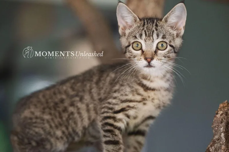 A baby small-sized female Domestic Short Hair cat named Pippa for adoption in Myakka City, FL