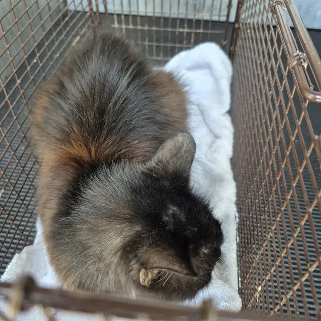 An adult small-sized male Domestic Short Hair cat named Reeses for adoption in San Antonio, TX