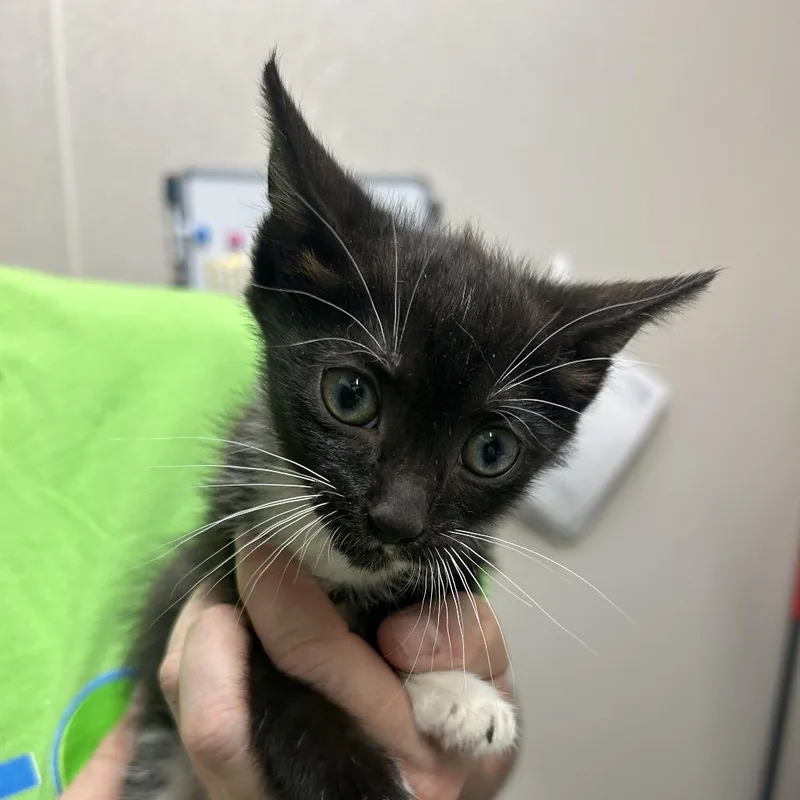 A baby small-sized female Black Domestic Short Hair cat named Beige Siding for adoption in Morganton, NC