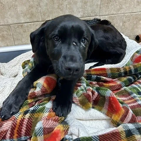 A baby medium-sized female Black Mixed Breed dog named Muffin for adoption in Poplar Bluff, MO