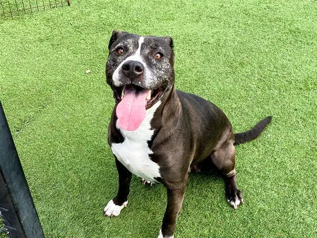 Tiramisu thumbnail 2